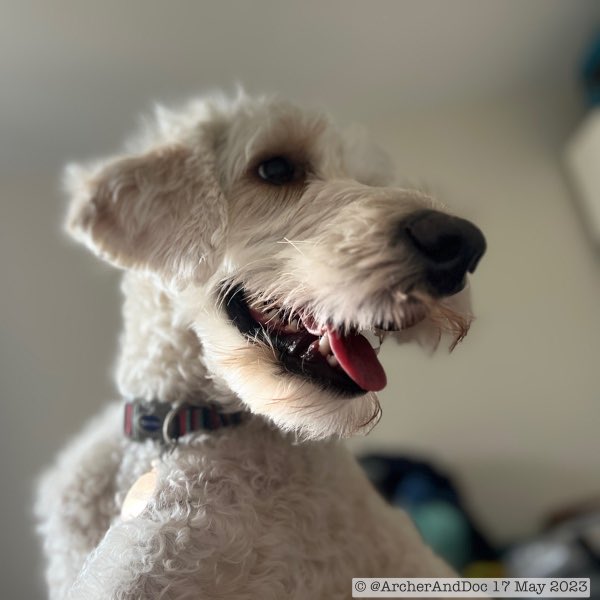 ArcherAndDoc's tweet photo. #ItsADogsLife https://t.co/MVhhWSVZ2N