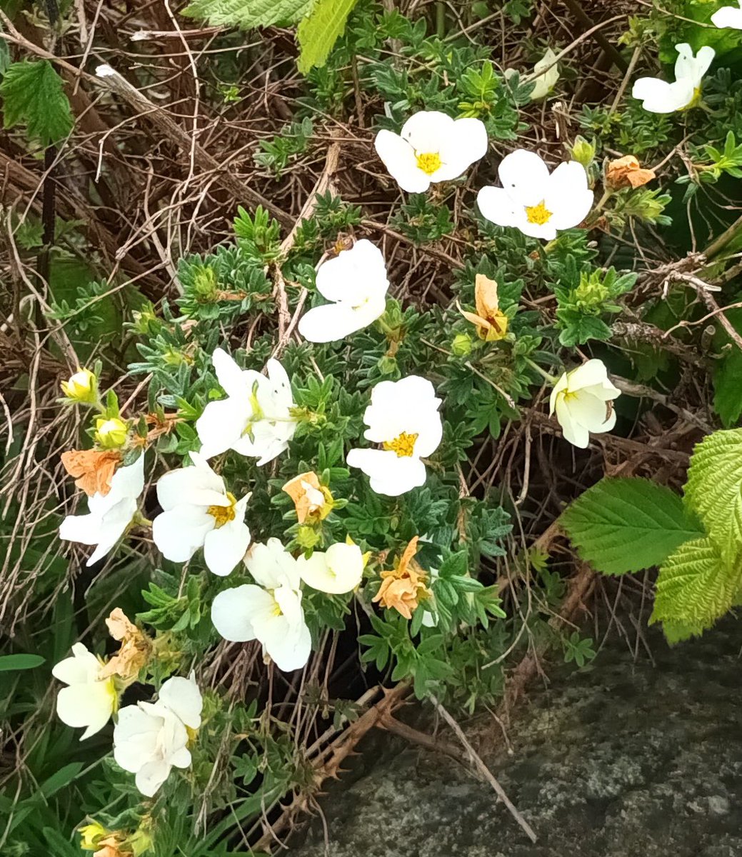 Spending time in nature can help us feel calmer and less stressed. Take a 5 minute ‘garden’ walk around the College campus to have a positive impact on mental health <a href="/BlackpoolSixth/">Blackpool Sixth</a> <a href="/mentalhealth/">Mental Health Foundation</a> #ToHelpMyAnxiety #mentalhealthawarenessweek2023