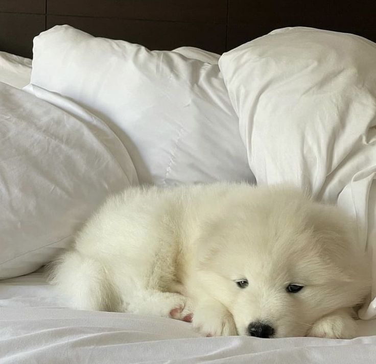 เลี้ยงไม่ยากฮะกินข้าวแล้วหลับปุ๋ย คร๊อกฟี่😴