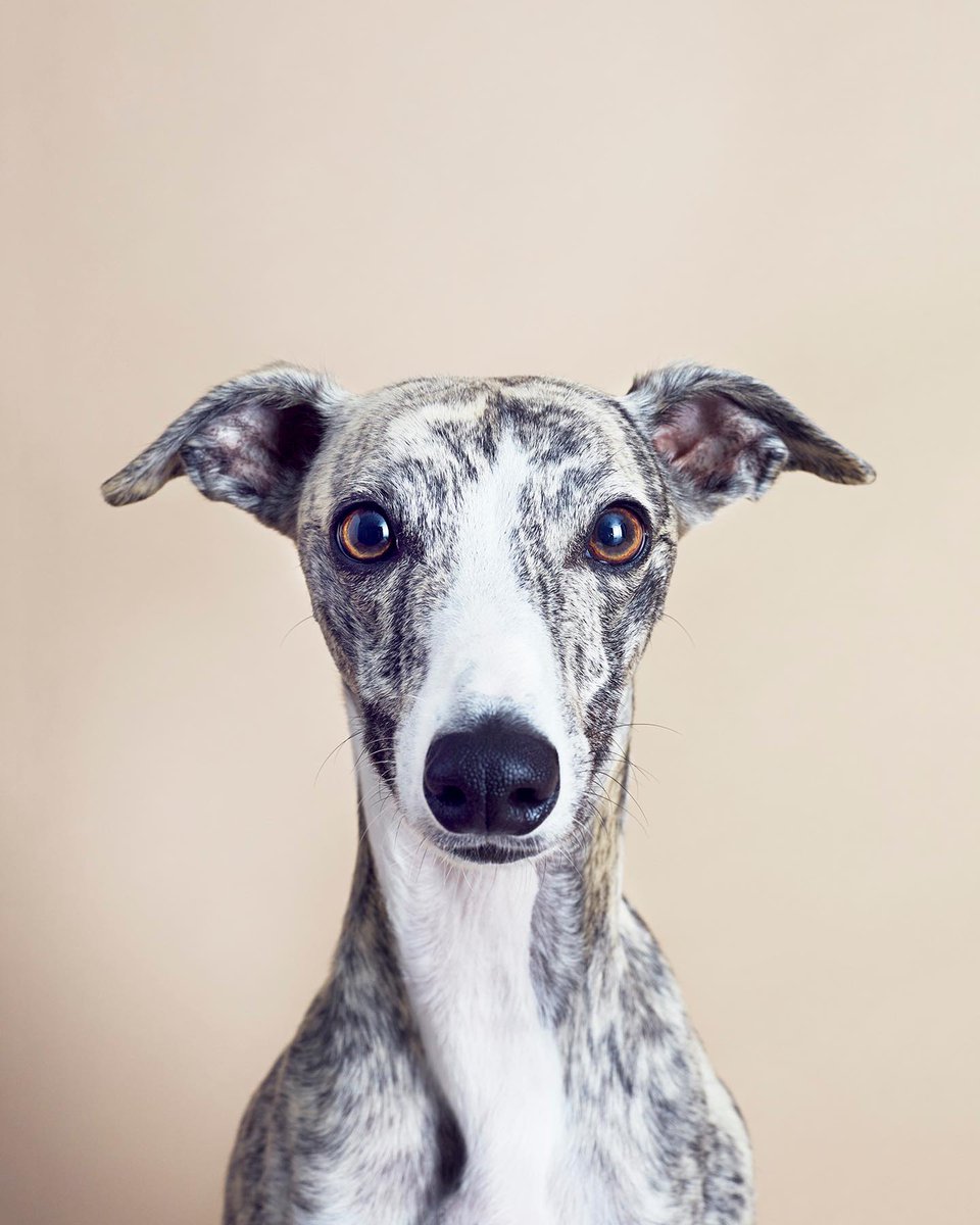 The Dog Photobooth with @AlmaHaser Saturday 20 May Slots are now fully booked. Chance a drop in space between 10.30am - 1.30pm Vallance Community Centre, Hove FREE Calling all delightful dogs of Hove! A pop-up pet portraiture studio by award-winning photographer Alma Haser.