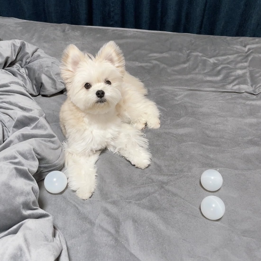 飼い主が寝てる間に白いボールだけベッドに集めてた天才犬。3色ショッピングだったら終わってたよその配色。