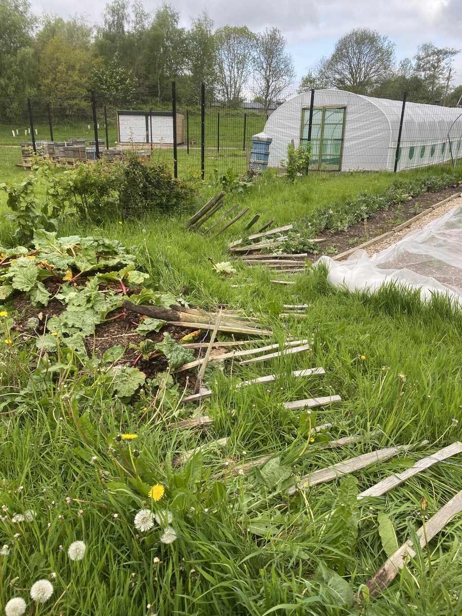 BCOldham's tweet photo. Sadly, vandals hit on the @TheHubVols growing site overย the weekend, damaging crops, fencing and cloches. However, Blue Coat staff and students were more than happy to help the team repair the damage and clean up the site. Well done everybody! #proudtoblue https://t.co/w9eeZgUu6B