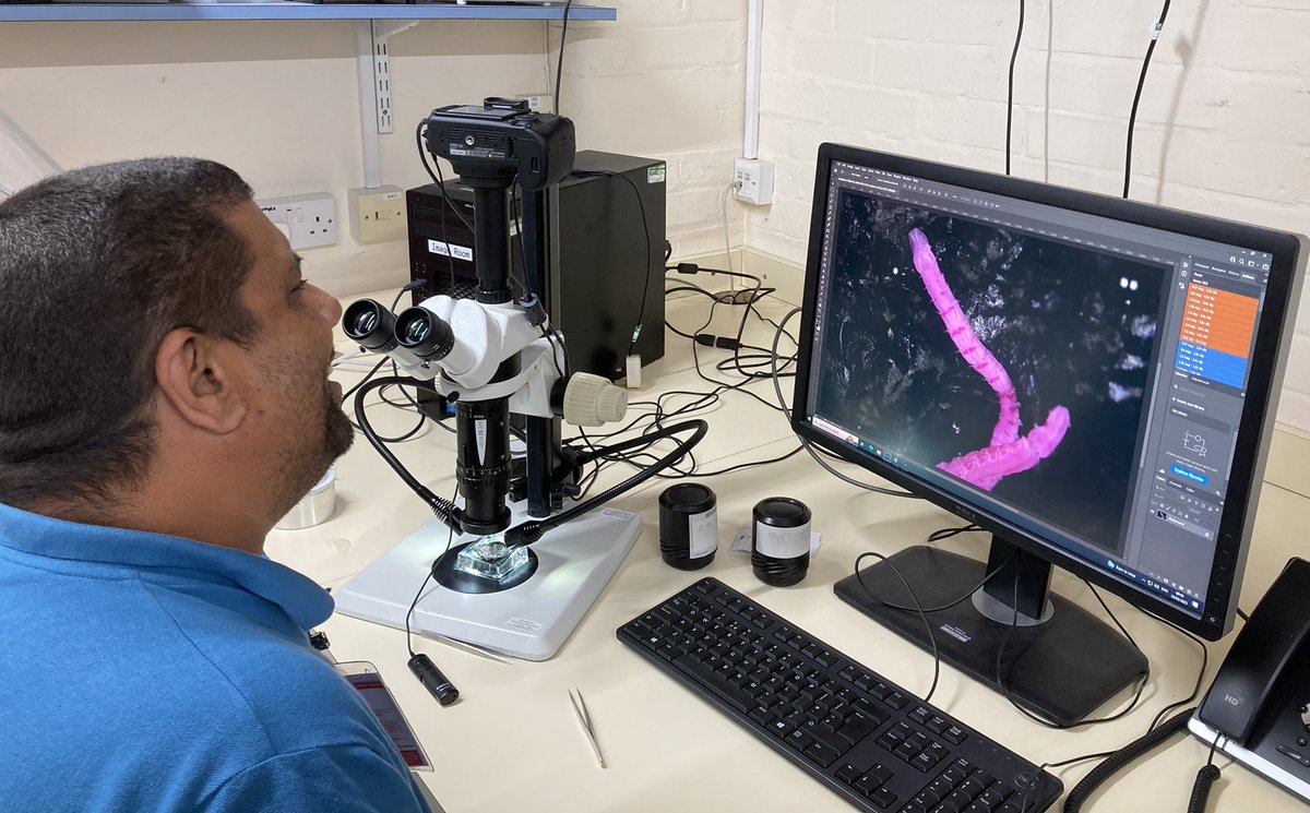 CardiffCurator's tweet photo. The team are progressing well studying material from Day’s 1967 monograph on the Polychaeta of Southern Africa as part of a @royalsociety International Exchanges Grant. Already several new taxa have been discovered and the identity of several others untangled #WormWednesday https://t.co/Vsb0A7pBq1