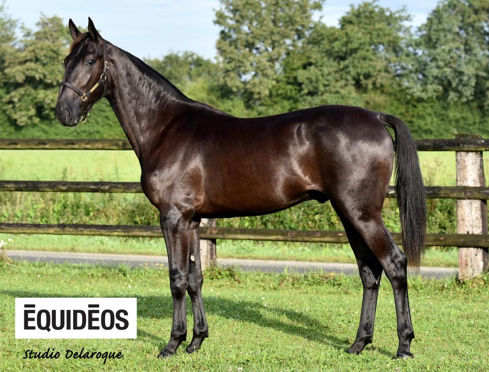 ARQANA Trot tweet media