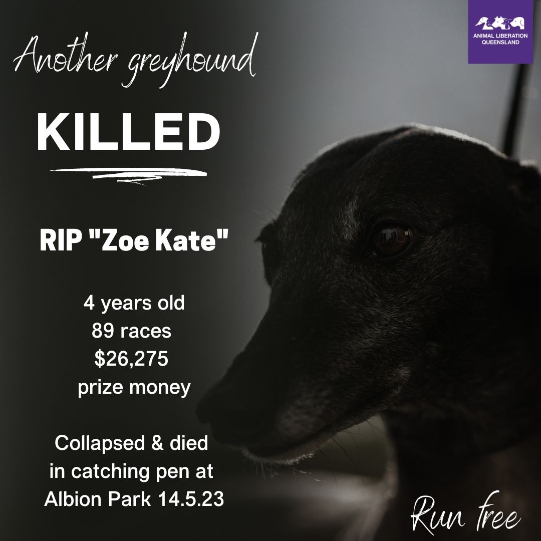'Zoe Kate' 'collapsed' in the catching pen, and was declared deceased at Albion Park on Sunday.

50+ greyhounds have been killed on Australian tracks so far this year, and over 4,000 have sustained injuries. You bet, they die.

RIP 'Zoe Kate'. We're so sorry.