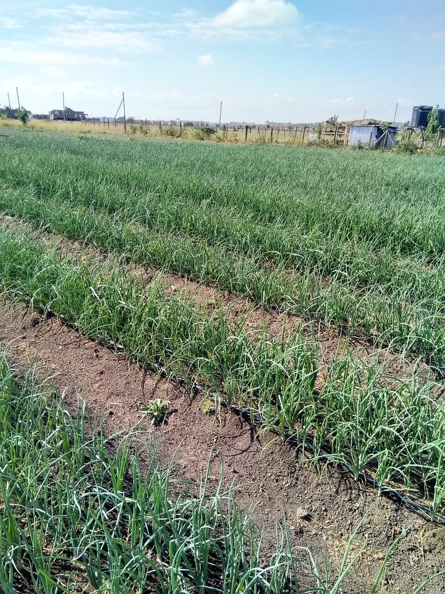 Onions for Ksh50.00 @ kg in Kitengela. 
Order : portal.mkulimabora.org/product/382/on…
Sell: bit.ly/SellOnMkulimaB…