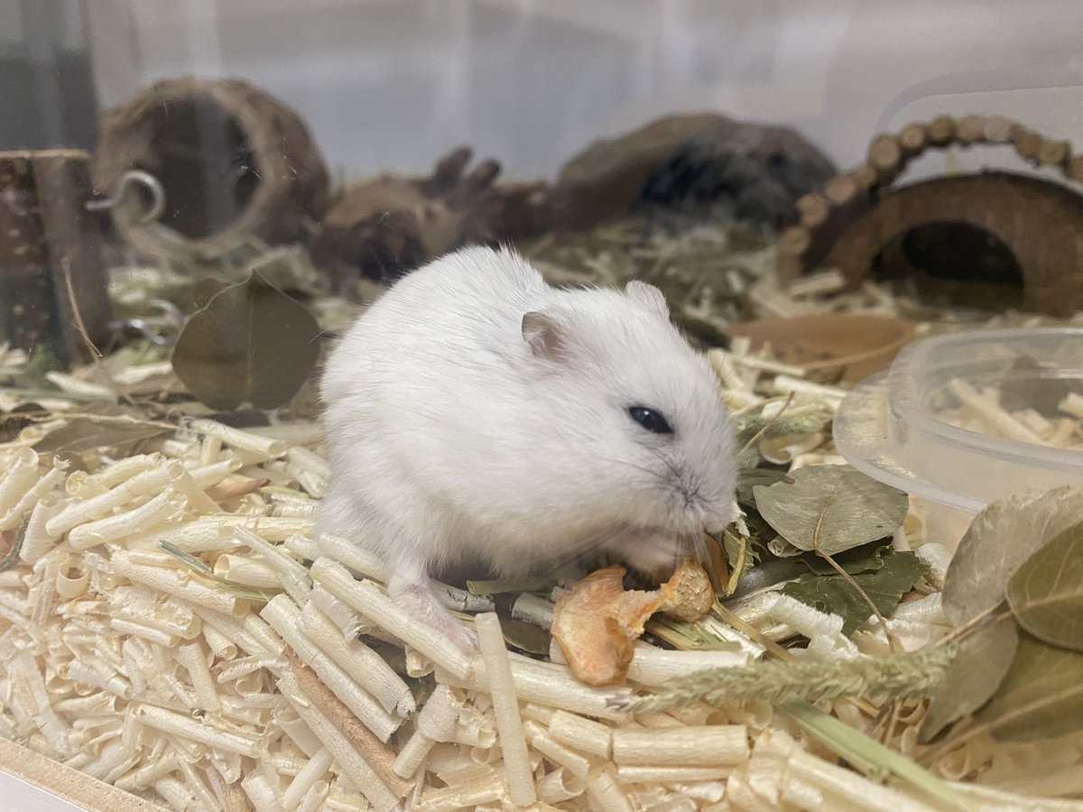 이렇게 보니 오도도 나이가 든게 느껴지네… 🥹 이제 다음달이면 2살이 되는 오도,,🥹