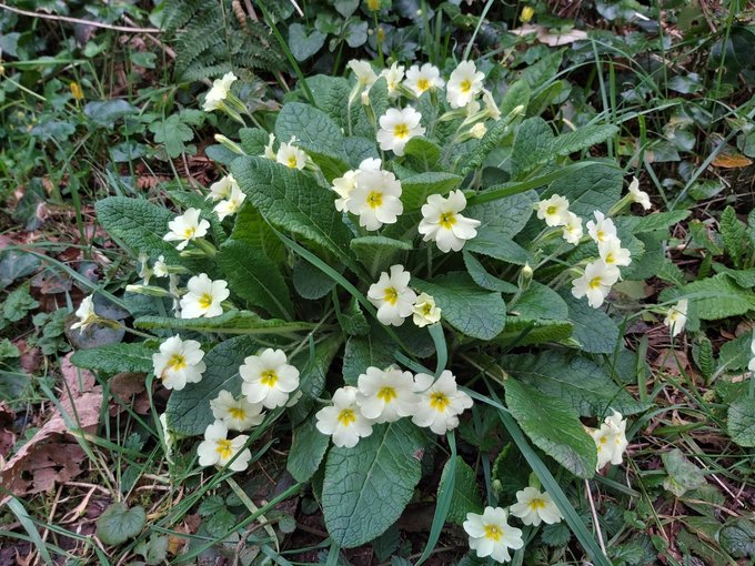 BioDataCentre's tweet photo. Primrose is one of our #SpringFlowersProject species that can be found on or near the farm. From laneways and roadsides to grassy banks.
ID Tips:
Flowers - 5-petalled, cream with deep yellow center. Leaves - Large and wrinkled
#FarmlandBiodiversity https://t.co/cJ9KZ2yPpC