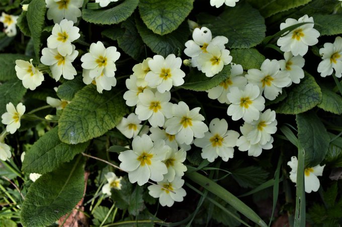 BioDataCentre's tweet photo. Primrose is one of our #SpringFlowersProject species that can be found on or near the farm. From laneways and roadsides to grassy banks.
ID Tips:
Flowers - 5-petalled, cream with deep yellow center. Leaves - Large and wrinkled
#FarmlandBiodiversity https://t.co/cJ9KZ2yPpC