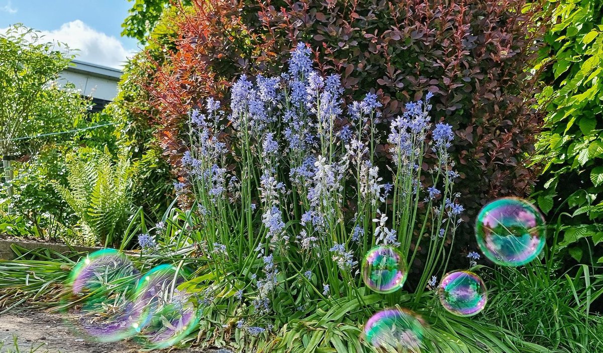BromsPrep's tweet photo. The Prep School Photography Club have been experimenting with capturing light in bubbles in the Spring sunshine. #BromsPhotoClub #BromsActivities #SchoolActivities https://t.co/TNXPAyC2n2