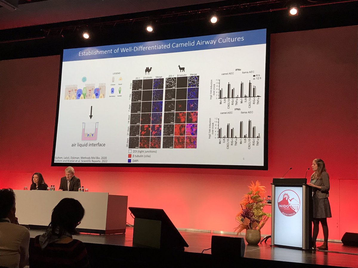 ProfVolkerThiel's tweet photo. Explaining coronaviruses 229E and MERS-CoV at the human - camelid host interface. Proud of @AnnikaKratzel in Montreux @nidovirus2023 
Great long-term collaboration with the @DijkmanRonald lab https://t.co/JhV2uw9Yn7