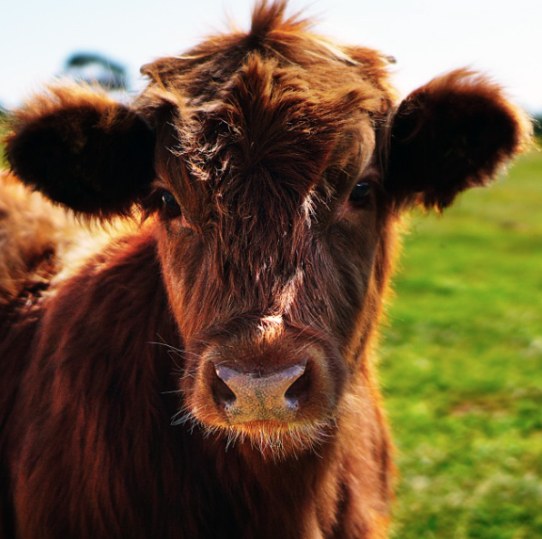 Le Brésil vient d'interdire l'export d'animaux vivants de ses ports. Un juge fédéral a rappelé que "Les animaux ne sont pas des choses. Ce sont des êtres sentients, en tant qu'individus ressentent la faim, la soif, la douleur, le froid, l'angoisse, la peur." Merci <a href="/forumanimal/">Fórum Nacional de Proteção e Defesa Animal</a>