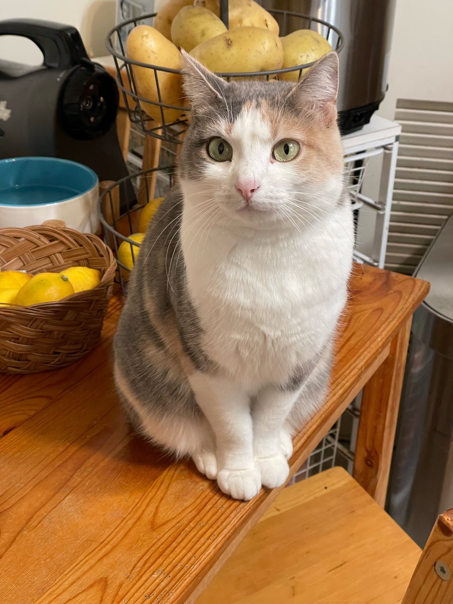 Give Me Shelter Cat Rescue tweet media