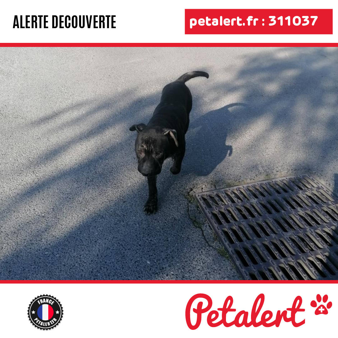 Trouvé #Chien #Marne #Betheny #Petalert  #PetAlert51 / p3t.co/RdnPS