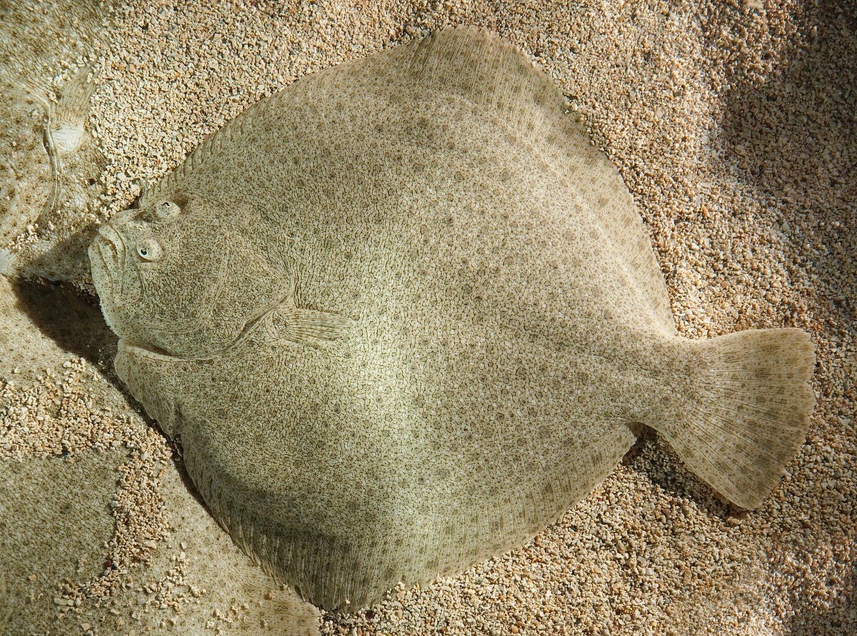 ed_lamon's tweet image. Turbot (Psetta Maxima) in the Paradisio Park Aquarium, Belgium