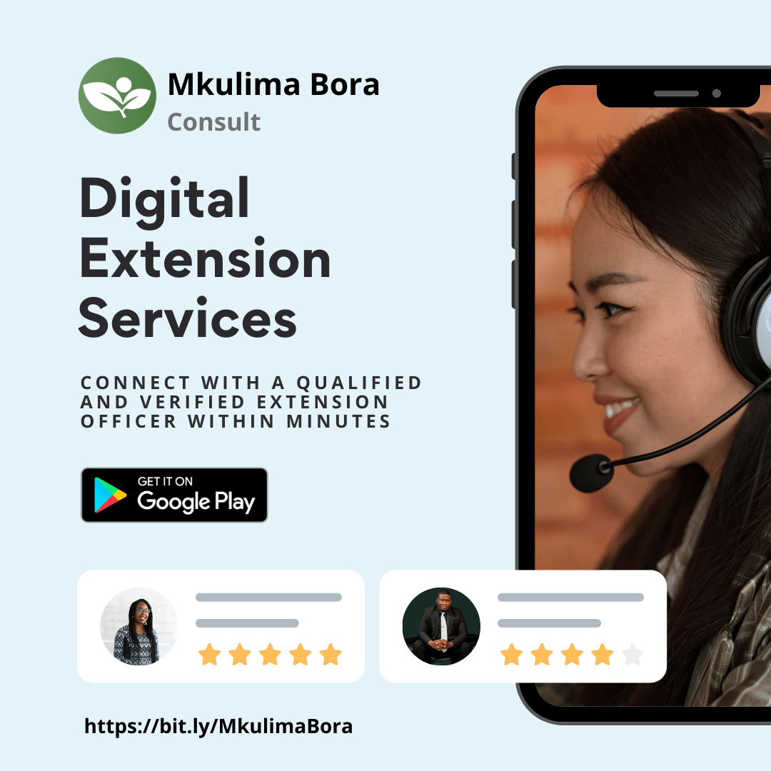 Potatoes for Ksh3,000.00 @ Per 50kg Bag in Nakuru. 
Order : portal.mkulimabora.org/product/245/po…
Sell: bit.ly/SellOnMkulimaB…