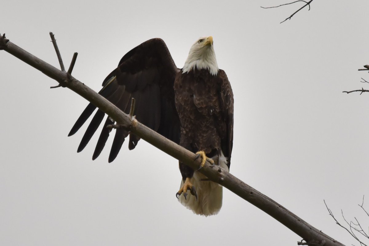 davidk44972's tweet photo. Please take care of Bald Eagles.  They are a Majestic Bird. https://t.co/WjP5yedQtv