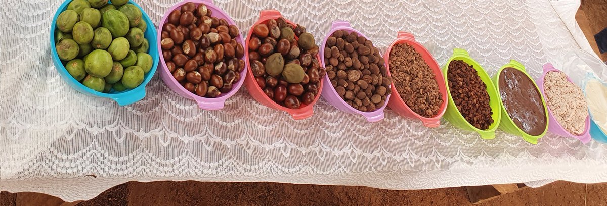 juliesf4's tweet photo. From this tiny shea fruit in the savannah, a baby's navel wound heals; income secured for women and human skin moisturised from its butter in #GH. Awesome to see firsthand w @OxfamQuebec Exec Dir., the transition in value from fruit to butter to market. Great work @oxfaminghana https://t.co/BDwgt83pFQ