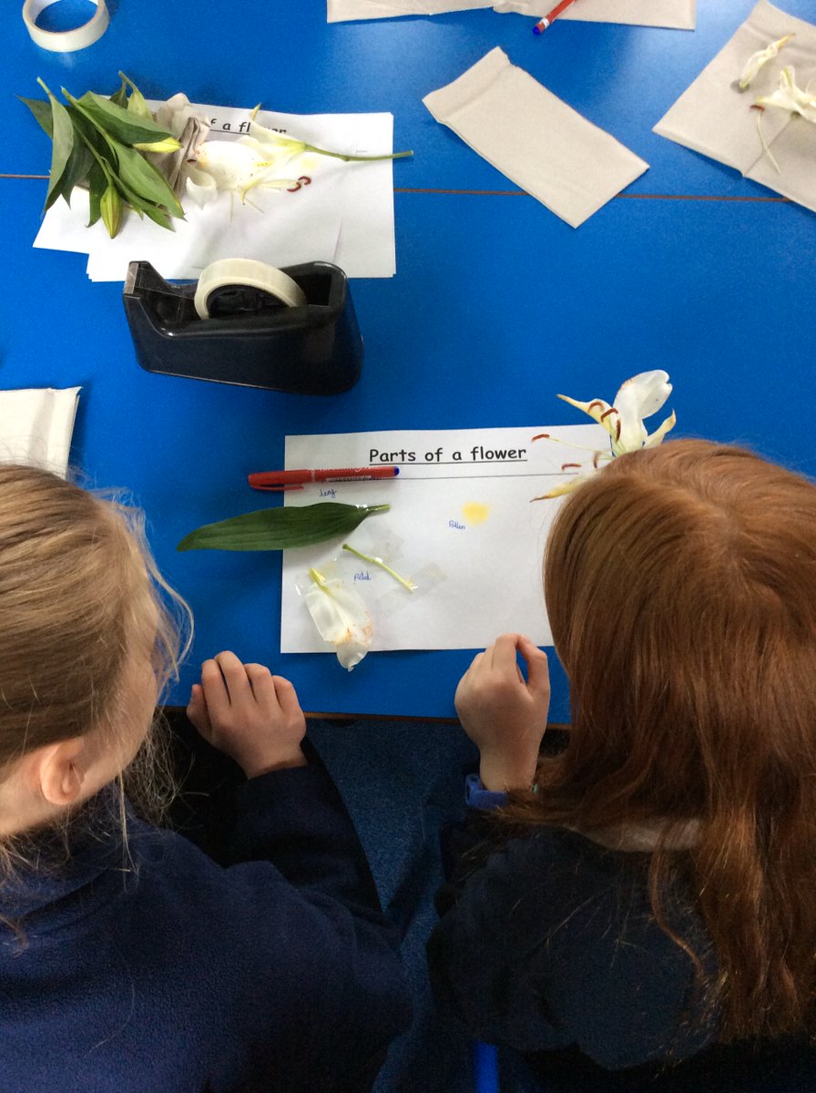 DidsburyCE's tweet photo. Year 5 have been learning about the life cycles of plants and animals. We dissected some flowers to find out more about the function of different parts. #DCEscience https://t.co/Po3wvg8juN