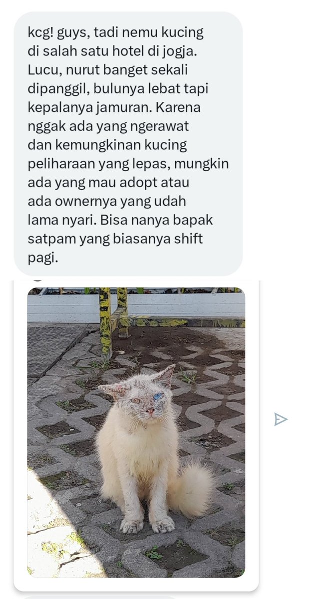 kochengfs's tweet photo. 🐈‍⬛ ⚠️jamur⚠️ https://t.co/kBLtZwQB6n