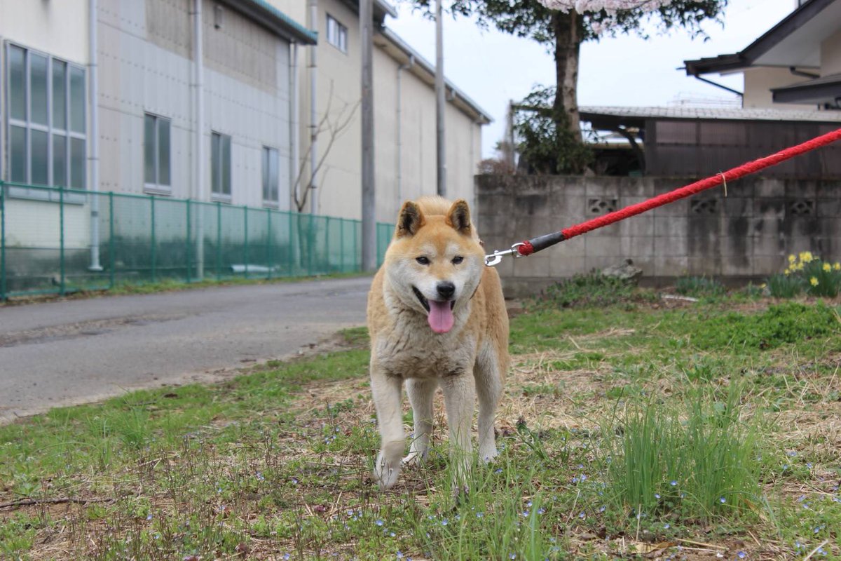 lingerieee2022's tweet photo. 実家の犬が脱走しました。
日時：5月16日17時頃
場所：那須塩原市太夫塚3丁目
特徴：柴犬オス13歳、茶色、写真は最近のものです。茶色の首輪に電話番号記載ありますが薄くなっていて読みにくい可能性が…😭那須塩原市役所、那須塩原市警察署、栃木県動物愛護センターに届出てます。 https://t.co/RKk37dhyJx
