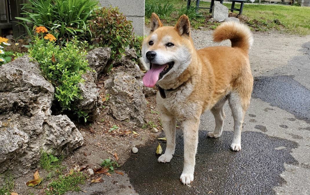 lingerieee2022's tweet photo. 実家の犬が脱走しました。
日時：5月16日17時頃
場所：那須塩原市太夫塚3丁目
特徴：柴犬オス13歳、茶色、写真は最近のものです。茶色の首輪に電話番号記載ありますが薄くなっていて読みにくい可能性が…😭那須塩原市役所、那須塩原市警察署、栃木県動物愛護センターに届出てます。 https://t.co/RKk37dhyJx