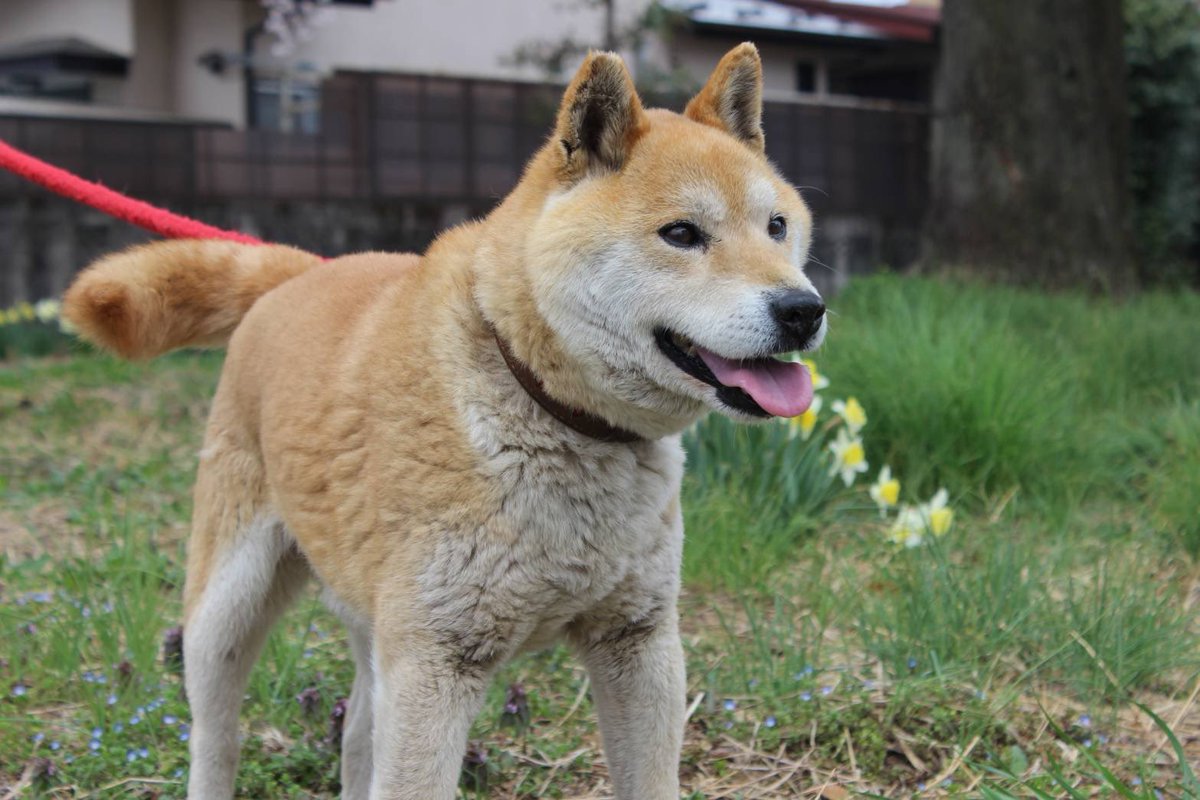 lingerieee2022's tweet photo. 実家の犬が脱走しました。
日時：5月16日17時頃
場所：那須塩原市太夫塚3丁目
特徴：柴犬オス13歳、茶色、写真は最近のものです。茶色の首輪に電話番号記載ありますが薄くなっていて読みにくい可能性が…😭那須塩原市役所、那須塩原市警察署、栃木県動物愛護センターに届出てます。 https://t.co/RKk37dhyJx