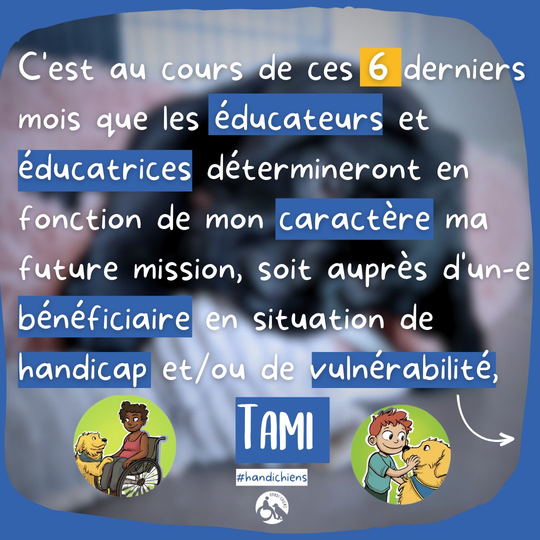 handichienscom's tweet photo. Quelle sera la #SuperMission de Tami 🐕‍🦺? Assistance, éveil, épilepsie, accompagnement social, assistance judiciaire, réussite scolaire 🤔? 
#handichiens #handichiot #chiendassistance https://t.co/NC5on4QJ1O