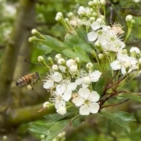 Royal Entomological Society tweet media