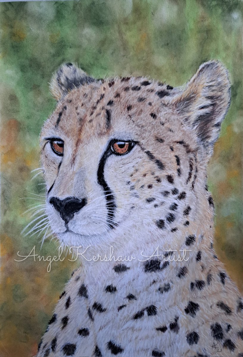 Ever Watchful. Pastel on pastelboard 14 x 20 inches. I'm pleased with this piece, as I used a number of new techniques/materials to create a new style of work.
#stoptrophyhunting #southafrica #cheetah #animalartistofinstagram #enviromentalist #pastelartist
#artistsontwitter