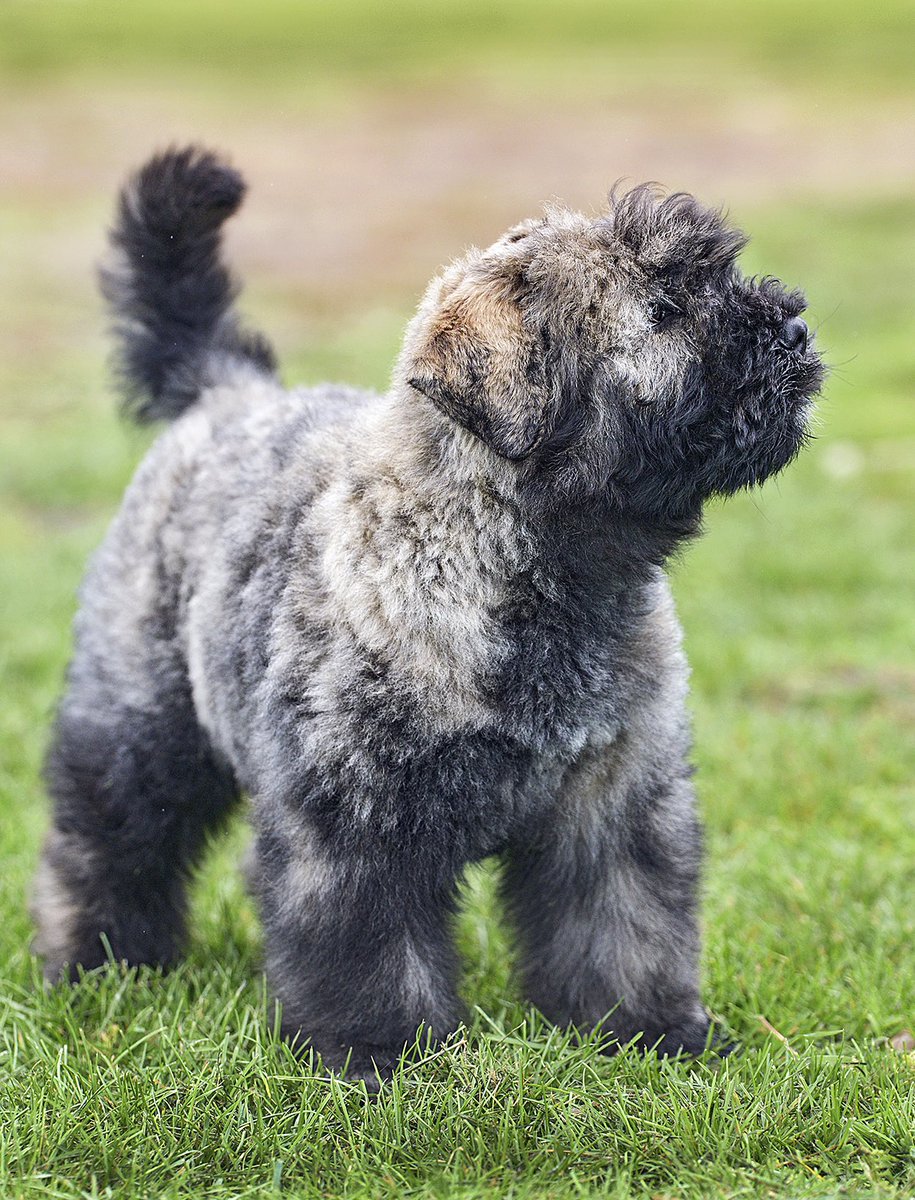 PuppyFindEurope's tweet image. 🐾❤️ Adorable Bouvier des Flandres puppies! 😍🐶 #BouvierLove

🏠👪 Perfect family dogs! ❤️🐾 #FamilyFirst

💌🐶 DM for adoption info! 🐾❤️ #AdoptAPuppy

📸🐾 Share the love! 😊❤️ #BouvierPuppies