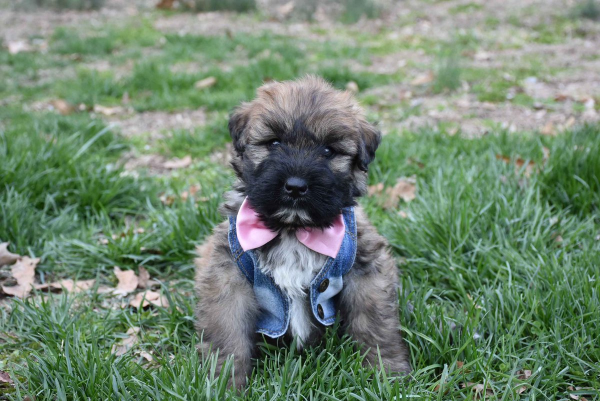 PuppyFindEurope's tweet image. 🐾❤️ Adorable Bouvier des Flandres puppies! 😍🐶 #BouvierLove

🏠👪 Perfect family dogs! ❤️🐾 #FamilyFirst

💌🐶 DM for adoption info! 🐾❤️ #AdoptAPuppy

📸🐾 Share the love! 😊❤️ #BouvierPuppies