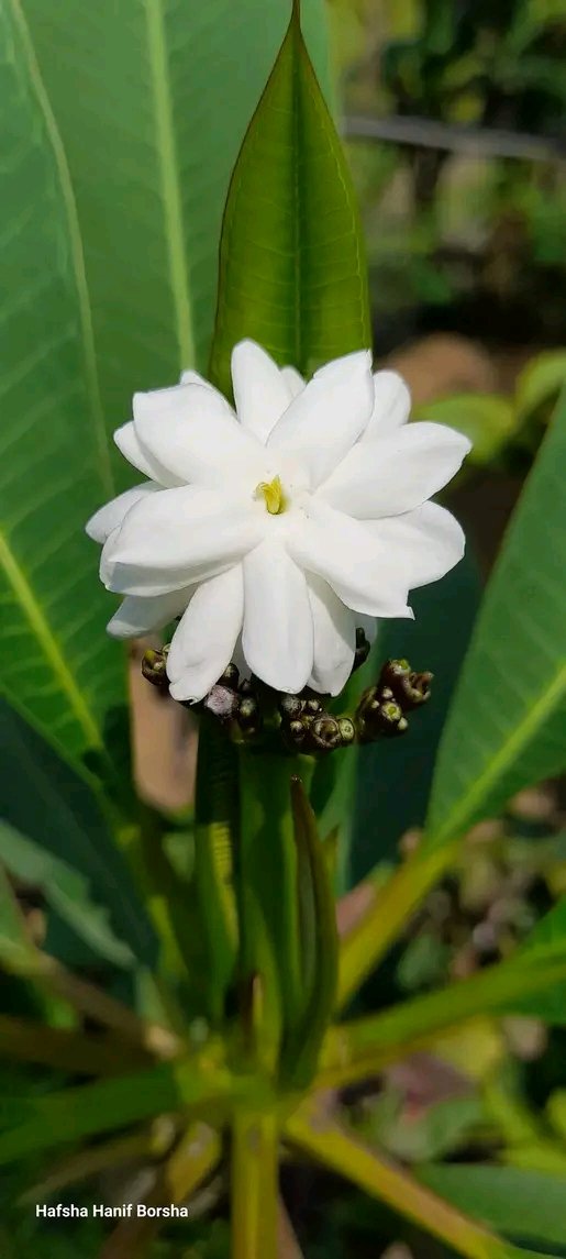 নিষ্পাপ