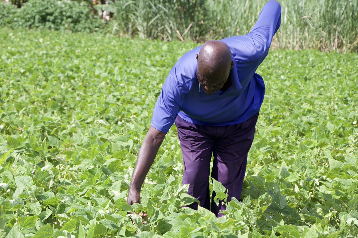 cerealgrowerske's tweet photo. We are in Migori ahead of #World_No_Tobacco_Day 2023 to be marked on 31st May.

We paid a visit to a FORMER Tobacco Farmer who has since transitioned to growing the nutritious #Nyota Variety, High Iron Beans Farmer Ronald Ojawaya Ojwaya and his wife Rael Ojwaya at their farm in Osogo Village, West Kanyamkango, Migori County. Together with them was Farm to Market Alliance FSC Kephas Obiero Rodo who is a trusted link to the farming community in the area.

Ronald, is now reaping the health and economic benefits of farming beans thanks to the #TobaccoFreeFarms project.

@MOH_Kenya , @kilimoKE 

#AlternativeLivelihoods #TobaccoFreeFarms