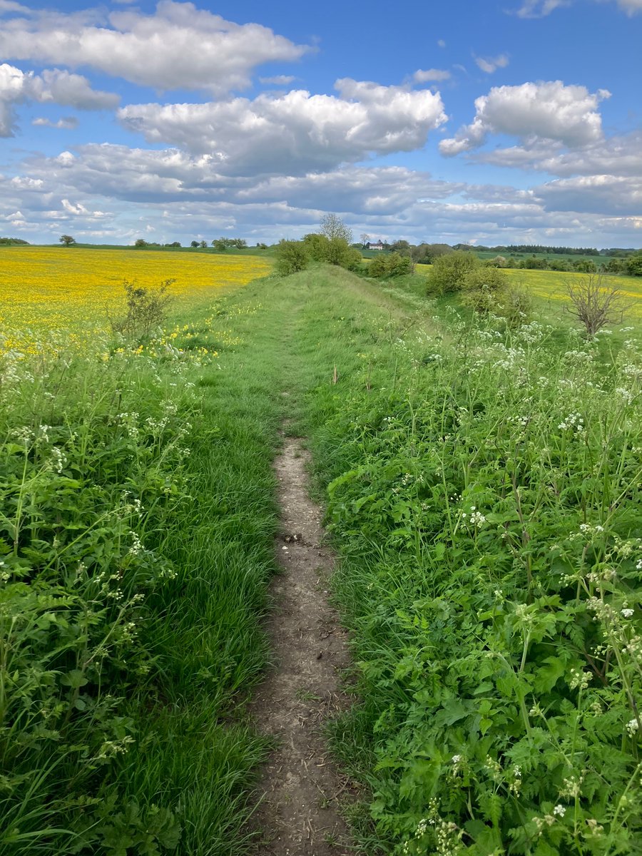 Bank-top path at Segsbury, surrounded by magnificent display of buttercups. Wessex #HillfortsWednesday