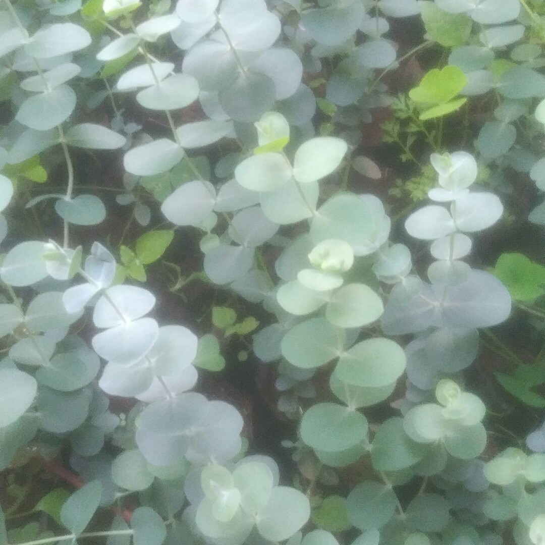 -SPONSORED-
Eucalyptus baby blue for Ksh0.00 @ 50per plant in Kinangop. Eucalyptus baby blue is used as a cut flower / ornamental  plant
Order : portal.mkulimabora.org/product/785/eu…
Sell: bit.ly/SellOnMkulimaB…