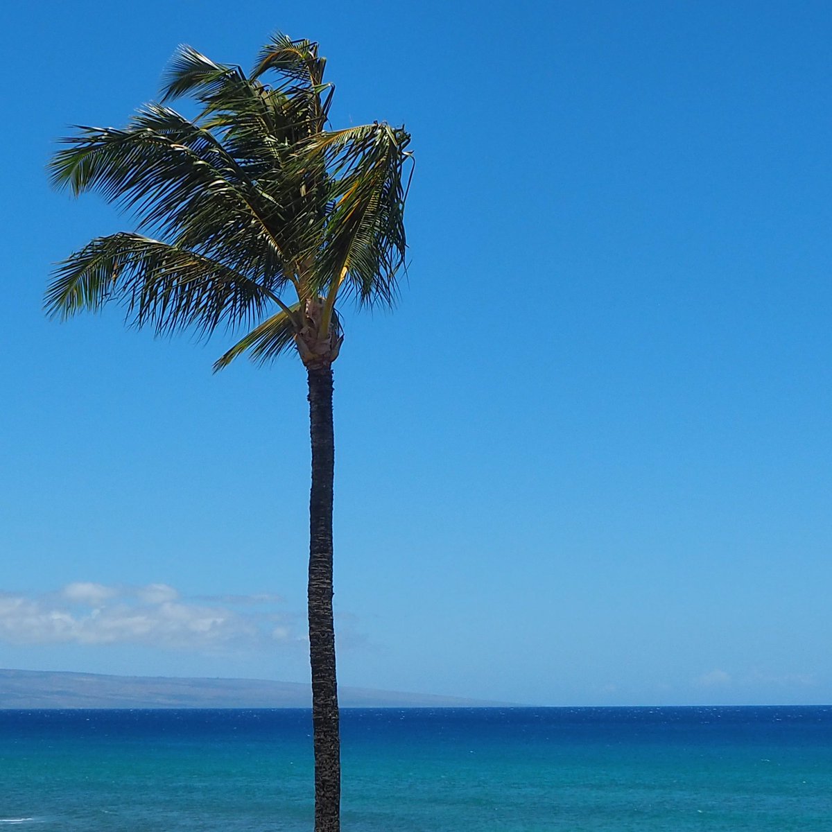 Laura_Thomas_'s tweet image. &quot;Traveling - it leaves you speechless, then turns you into a storyteller.&quot; Ibn Battuta

😎 Current vacation goals for my writerly self! If you need me, I’ll be reading under a palm tree gleaning all the inspiration… 📚🌴✏️
#writerslife #mauivibes