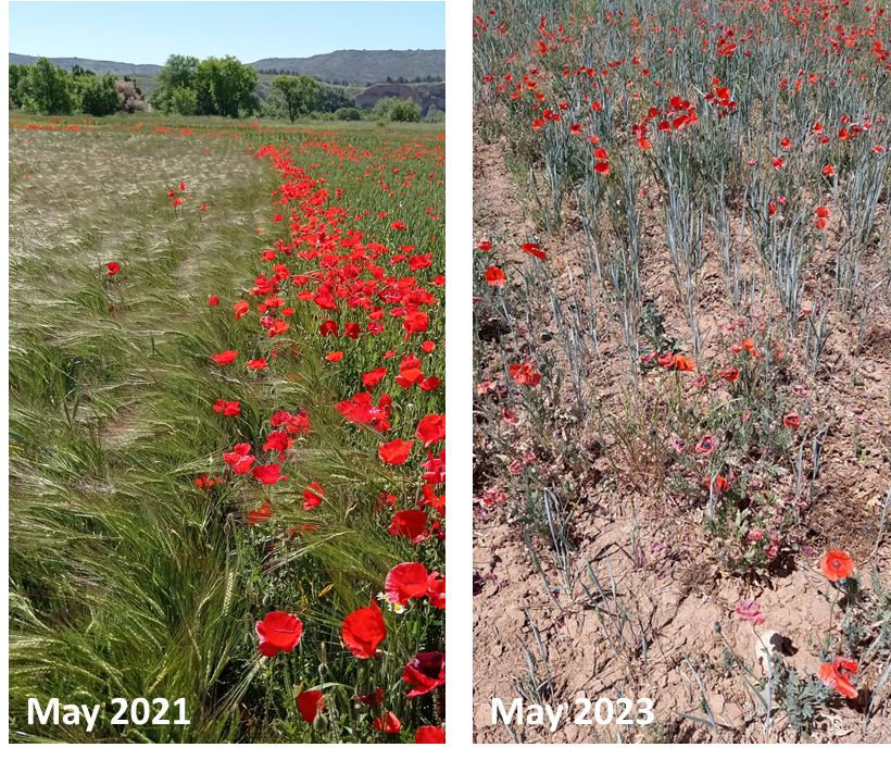 Too dry for #soilsampling! Our experimental site near Torrejón de Ardoz in Spain has seen only 1/4 of its usual rainfall between March and May 2023 (see @AEMET_Esp data).  #drought #Spain (pics from @Sara_SanchezMo @GobernaMarta @INIA_es)