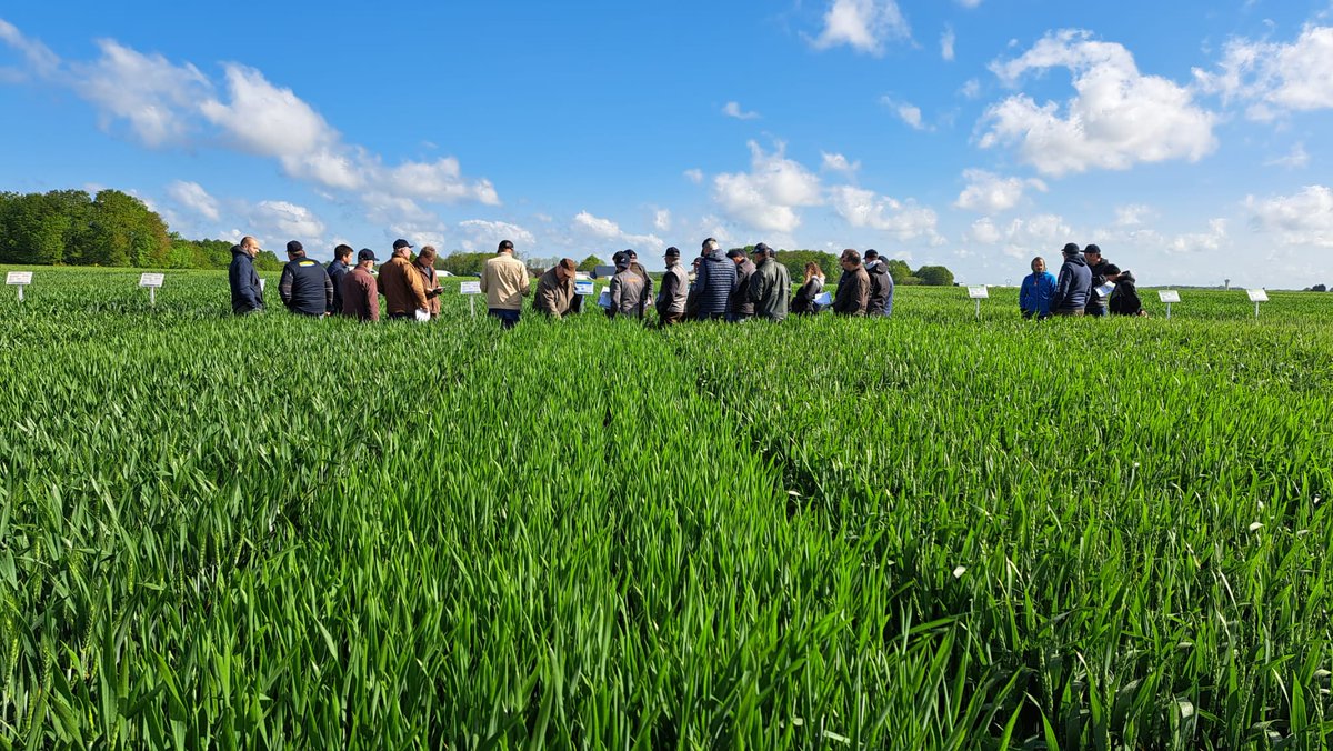 GroupeSCAEL's tweet photo. [AGRO] 
Hier, le Département Agronomie de la SCAEL organisait une visite d'essais variétés blé tendre et colza autour de Verneuil-sur-Avre. 
Visite suivie d'un point d'actualité sur les marchés des céréales et en engrais avant un repas convivial. 
#agro #scael https://t.co/unWJC37iRa