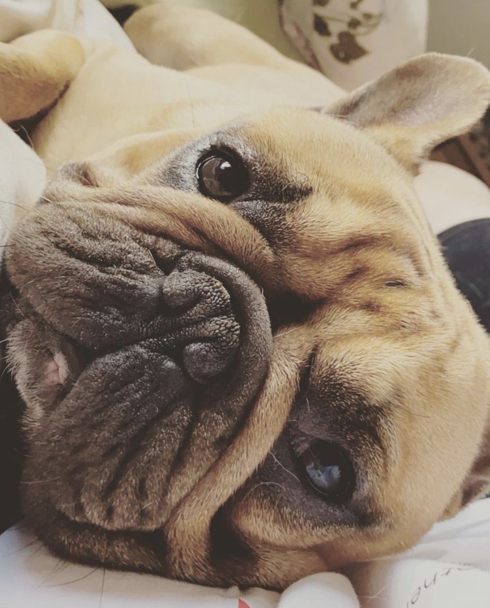 ___MissJohnson's tweet photo. @PetSafeUK My Sid would absolutely love this! https://t.co/H9da2EI79z