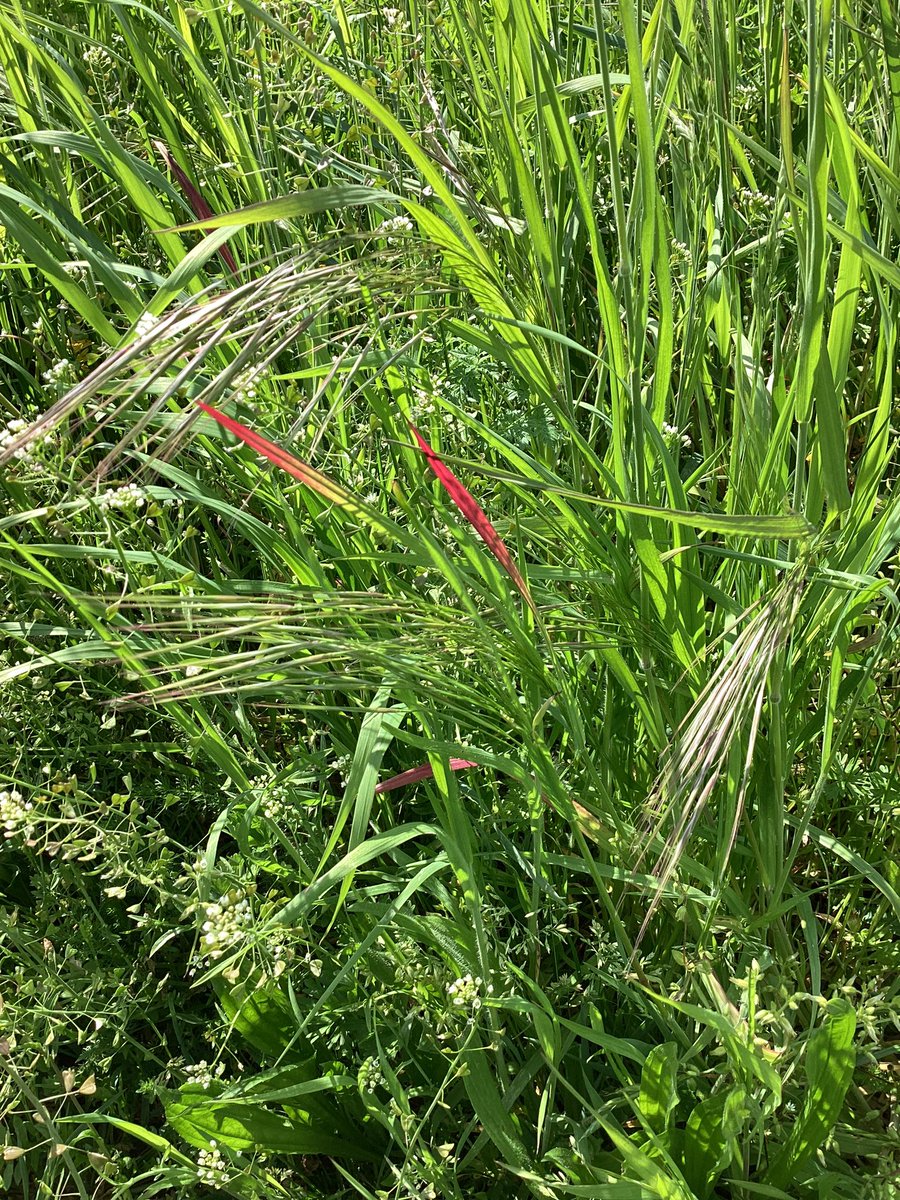 Pollinate (@pollinatehq) on Twitter photo We’ve started a new blog series: WAWDT!
Why are we doing this is an open-ended question, and the the “this” can be your life, your work, the damage, the whatever. Here <a href="/inthecompanyof/">Benjamin Southworth</a> waxes lyrical about a dog walk.
pollinate.farm/blog/wawdt-ben… We’ve started a new blog series: WAWDT!
Why are we doing this is an open-ended question, and the the “this” can be your life, your work, the damage, the whatever. Here <a href="/inthecompanyof/">Benjamin Southworth</a> waxes lyrical about a dog walk.
pollinate.farm/blog/wawdt-ben…