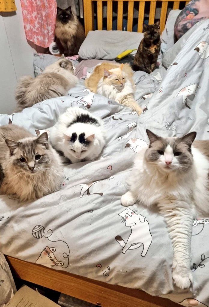 RoseyToesRose's tweet image. @GorPets A very rare photo of all seven of our kitty clowder.
Typically we couldn't get them all looking in the right direction though!
#gor2023mygorpets #gorpets #gorpetsgiveaway #giveaway