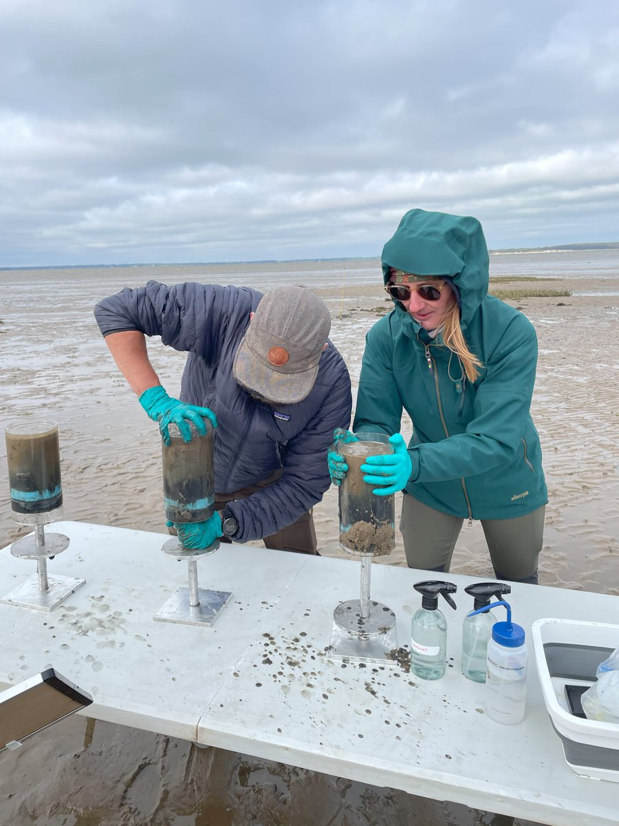 Sampling continues in Blåvand, Denmark.

While working, the #EMBLTrec team got surprised by a group of curious visitors! 🐮🐮🐮

📸 Valerie Maier / <a href="/JoannaZukowska7/">Joanna Zukowska</a> / <a href="/TinaEnd/">Tina Enders</a> / EMBL

<a href="/embl/">EMBL</a>  <a href="/EMBRC_EU/">EMBRC (European Marine Biological Resource Centre)</a> <a href="/TaraOcean_/">Fondation Tara Océan</a>