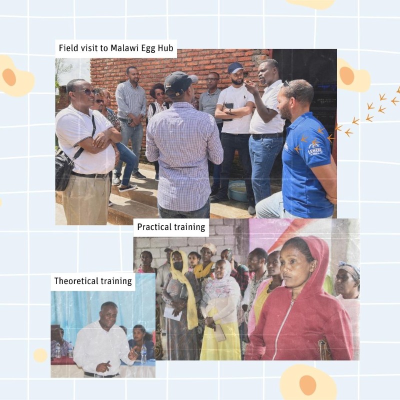 SightandLife's tweet photo. 📢 Exciting news! Our #EggHub in Ethiopia is now operational! 🐣💪
 
This project improves egg availability, fights undernutrition with eggs' vitamins, and boosts farmers' incomes in rural #Ethiopia. Together, we build stronger, healthier communities 🥚
#nutrition #sustainability