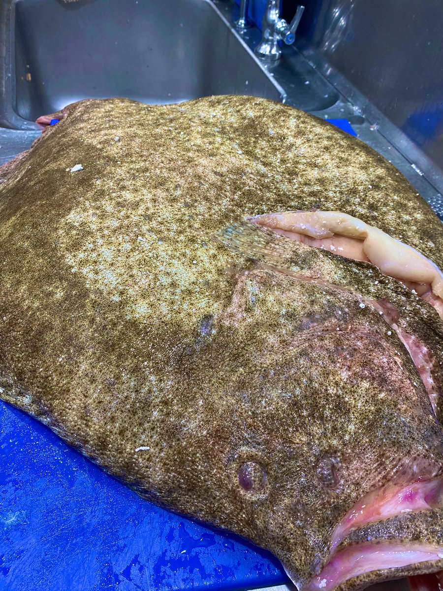 WardsFish's tweet image. Biggest wild Turbot we’ve ever held 18kg stunner and now in its way to @ArtSchoolLpool @ArtSchoolCellar @Porkyaskew @Vinnypc79 @FoodPornNorth