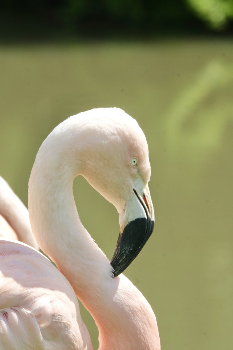 Banham Zoo tweet media