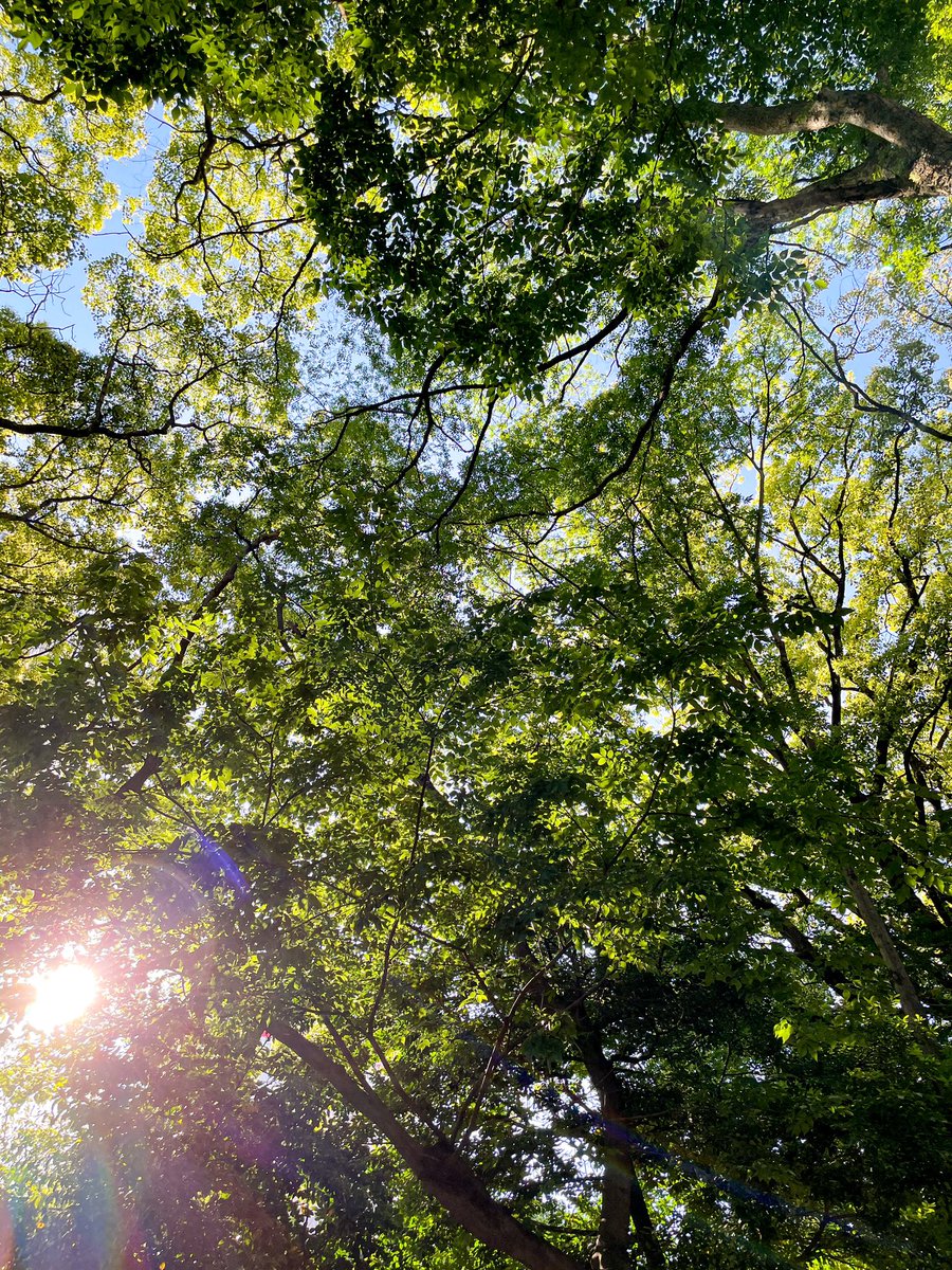 神社で木が生い茂っている中の日差し強い写真結構好きなんだけど、みんなの好きな風景写真ってどんなの？