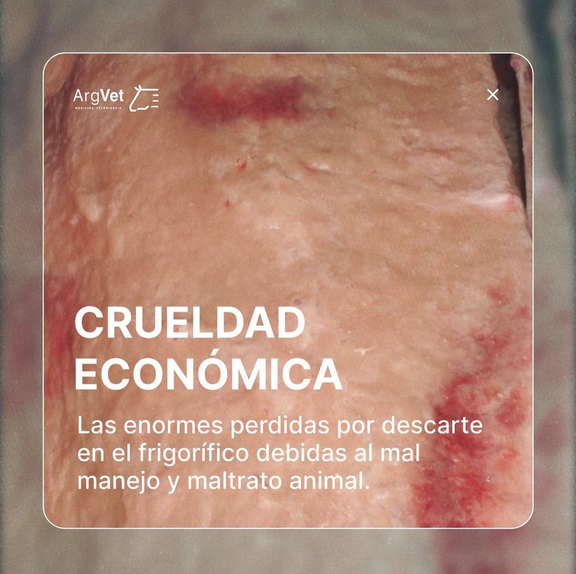 👉🏼Es lamentable tener que hablar del maltrato animal ligado a el impacto económico que genera cuando es provocado para atraer la mirada del sector y generar conciencia. Pero es una herramienta que puede funcionar.

Abro hilo 🧵👇🏼

#produccionanimal #beef #frigorifico #carne