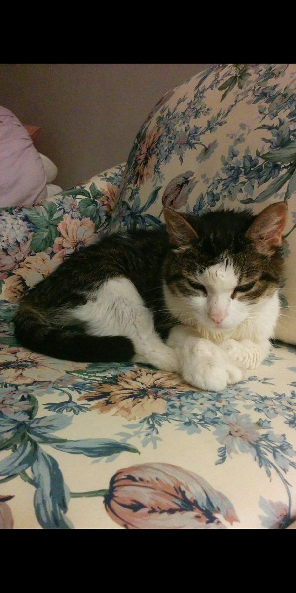 PJSM206's tweet photo. Happy #WhiskersWednesday to &amp; GB all! Hoping all are still navigating the trials of our lives, while showing 💖 &amp; tolerance to all, God made &amp; loves us all! 249 weeks since my Antennae &amp; I went to Heaven, S-J &amp; I purr for all! #PurrsForUkraine 🇺🇦 #CatsOfTwitter 💖🙏🐈🐾💪 https://t.co/Pibrqo2IDD