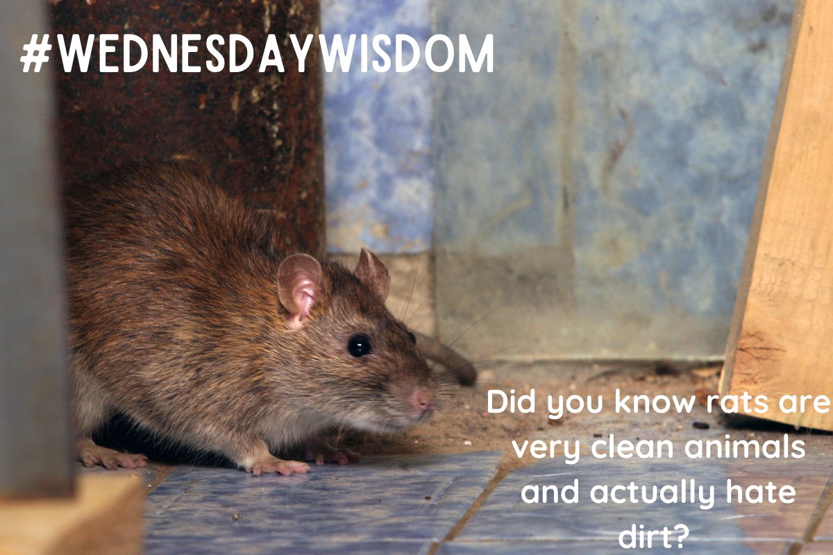 BASIS_PROMPT's tweet photo. Have you seen that 'Dirty Rat'? 🐭

Actually no...because rats are very clean animals that don't like getting dirty. 🧽

#WednesdayWisdom https://t.co/R6OHu86KSi
